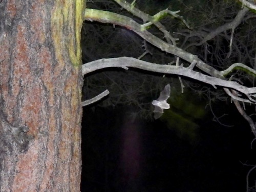 Bat